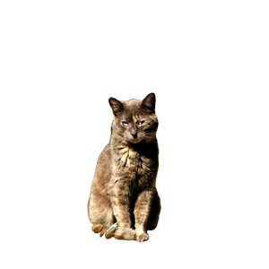 A Gray Cat Sits Gracefully On Grass By A Tree In A Sunlit Park, Casting A Serene Reflection. 16966 - Cat PNG image with transparent background